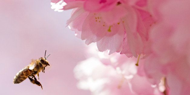 A bee approaches a blooming almond tree in Erfurt, central Germany, Wednesday, April 15, 2015. The weather forecast predicts temperatures up to 26 Celsius (79F) in Germany. (AP Photo/Jens Meyer)