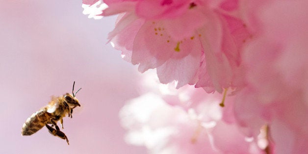 A bee approaches a blooming almond tree in Erfurt, central Germany, Wednesday, April 15, 2015. The weather forecast predicts