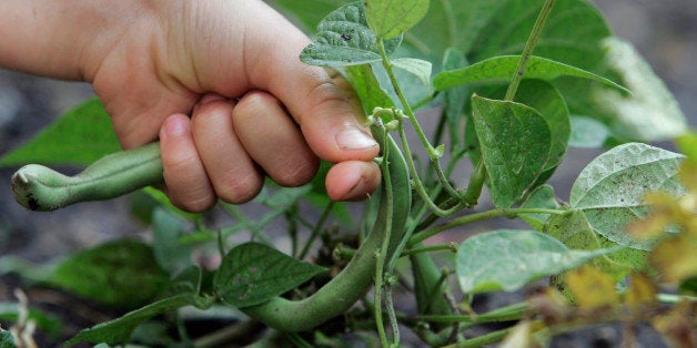 **FOR USE WUTH AP LIFESTYLES** A student from the Louisa May Alcott Elementary School in Chicago picks green beans from the school's garden on Sept. 24, 2008. The garden, sponsored by the nonprofit Organic School Project, is part of a larger national movement to teach children healthy eating by getting students out of the classroom and into the garden. (AP Photo/Nam Y. Huh)