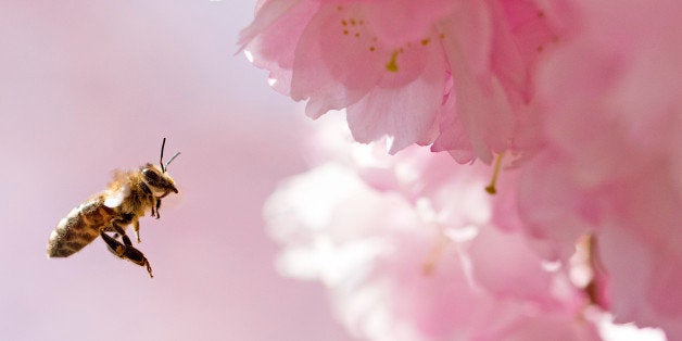 A bee approaches a blooming almond tree in Erfurt, central Germany, Wednesday, April 15, 2015. The weather forecast predicts temperatures up to 26 Celsius (79F) in Germany. (AP Photo/Jens Meyer)