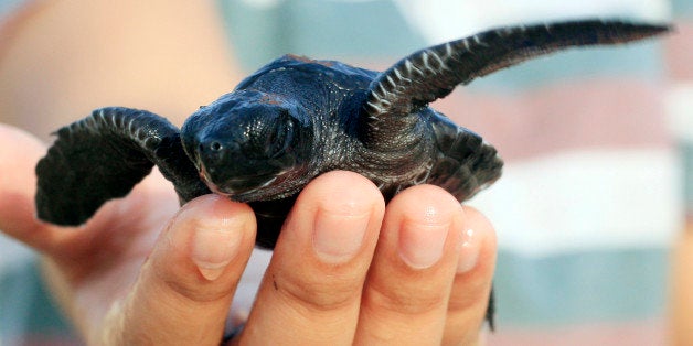 A student helps to release a baby turtle to the ocean in Bali, Indonesia, Wednesday, Oct. 8, 2014. More than a thousand baby turtles were released during a campaign to save sea turtles. (AP Photo/Firdia Lisnawati)