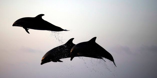 In this Wednesday, Sept. 18, 2013 photo, two dolphins jump as a performance at Okichan Theater of the Okinawa Churaumi Aquarium in Motobu, on the southern island of Okinawa, Japan. Okinawa is Japan's southernmost prefecture and more than 300,000 foreign tourists visit to Okinawa every year. (AP Photo/Eugene Hoshiko)