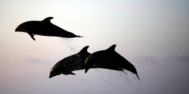 In this Wednesday, Sept. 18, 2013 photo, two dolphins jump as a performance at Okichan Theater of the Okinawa Churaumi Aquari