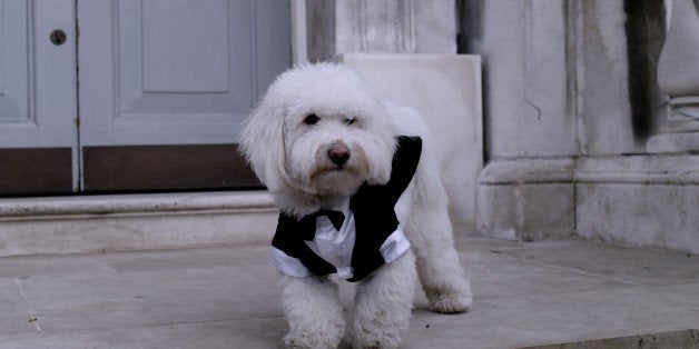 LONDON, ENGLAND - FEBRUARY 21: A general view of a dog at Somerset House during London Fashion Week Fall/Winter 2015/16 on F