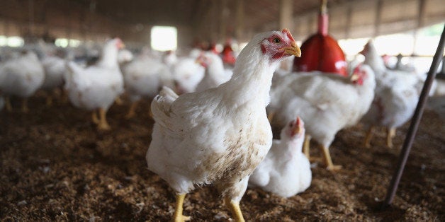 OSAGE, IA - AUGUST 09: Chickens gather around a feeder at a farm on August 9, 2014 in Osage, Iowa. In retaliation for sanctio