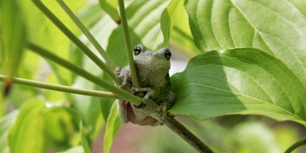 OWINGS, MD - JUNE 8: A tree frog sits on a branch June 8, 2005 in Owings, Maryland. The state of Maryland is home to several species of frogs each of which have their own distingue call or sound that they produce. (Photo by Mark Wilson/Getty Images)