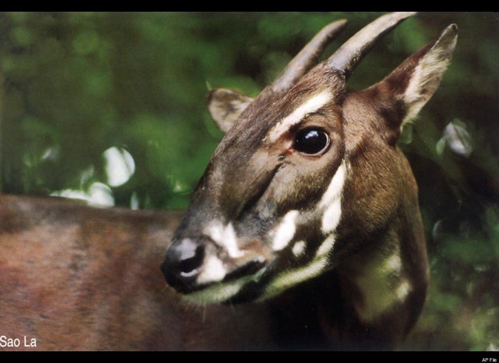 'Asian Unicorn' Saola, One Of World's Rarest Animals, Spotted For