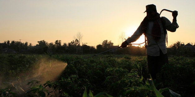 A Cambodian farmer sprays pesticide in his farm at sunset on the northern outskirts of Phnom Penh, Cambodia, Thursday, Jan. 5, 2012. (AP Photo/Heng Sinith)