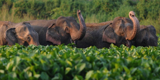 A herd of wild elephants from the nearby Rani Forest reserve eat water hyacinths in the wetlands at Deepor Beel on the outski