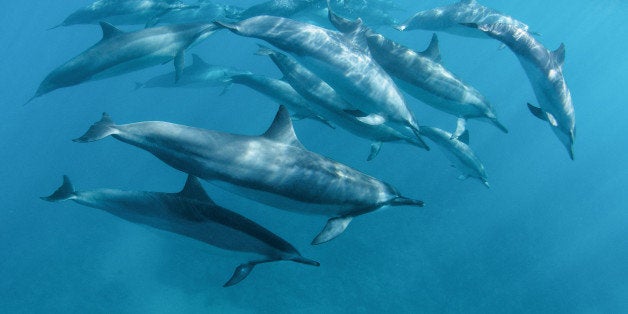 Scientists studying dolphins find Bay of Bengal a realm of