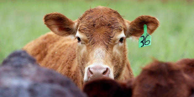 Cattle that are grass-fed, antibiotic and growth hormone free gather at Kookoolan Farm in Yamhill, Ore., Thursday, April 23, 2015. Oregon legislators are debating whether to curtail the practice over concern that repeated use of the antibiotics could make germs more resistant to the drugs and result in infections being passed on to humans who consume the meat. If the legislation passes, Oregon would be the first in the nation to mandate stricter rules on livestock antibiotics.(AP Photo/Don Ryan)