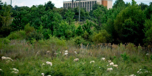 Some 100 goat and sheep graze a one-acre plot of land owned by Hartsfield-Jackson Atlanta International Airport Friday, Sept. 14, 2012, in Atlanta. The test program is designed to bring vegetation under control without the use of chemicals that can be harmful to the environment. Chicago recently put out a bid for someone to supply goats to trim the grass at O'Hare International Airport. Amy Malick, the department's point person for sustainability, says the city is looking at a pilot program of 30 goats to eat grass and weeds in one, hard-to-mow area. (AP Photo/David Goldman)