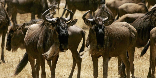 Wildebeests stand alert at the Ngorongoro National Park, northern Tanzania, 25 August 2007. The Ngorongoro Conservation Area (NCA) is a conservation area situated 180 kms west of Arusha in the Crater Highlands area of Tanzania. The area is administered by the NCA Authority, an arm of the Tanzanian government, and its boundaries follow the boundary of the Ngorongoro Division of Ngorongoro District. AFP PHOTO/JOSEPH EID (Photo credit should read JOSEPH EID/AFP/Getty Images)