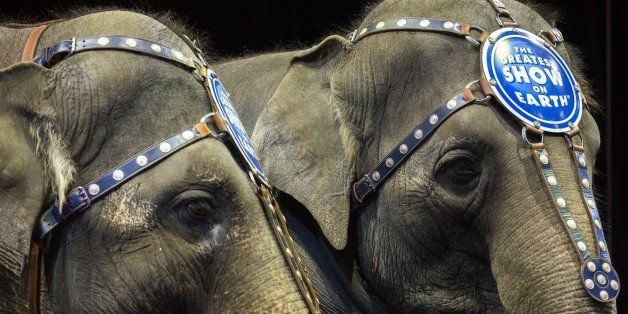 Elephants Bonnie (L) and Kelly Ann stand next to each other before a Ringling Bros. and Barnum & Bailey Circus performance in Washington, DC on March 19, 2015. Across America through the decades, children of all ages delighted in the arrival of the circus, with its retinue of clowns, acrobats and, most especially, elephants. But, bowing to criticism from animal rights groups, the Ringling Bros. and Barnum & Bailey Circus announced on March 5, 2015, it will phase out use of their emblematic Indian stars. AFP PHOTO/ ANDREW CABALLERO-REYNOLDS (Photo credit should read Andrew Caballero-Reynolds/AFP/Getty Images)