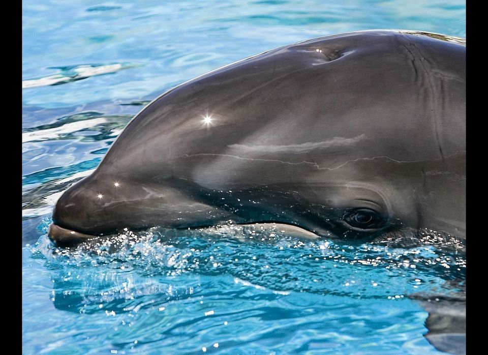 The Wholphin