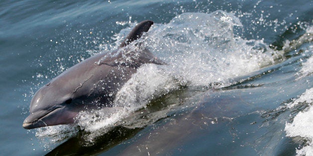 Dolphins swim near a boat carrying the Florida governor on a tour of oil skimming efforts in Pensacola Bay in Pensacola, Fla., Saturday, June 26, 2010. Small amounts of oil from the Deepwater Horizon disaster have started coming ashore on the Florida and Alabama coast. (AP Photo/Dave Martin)