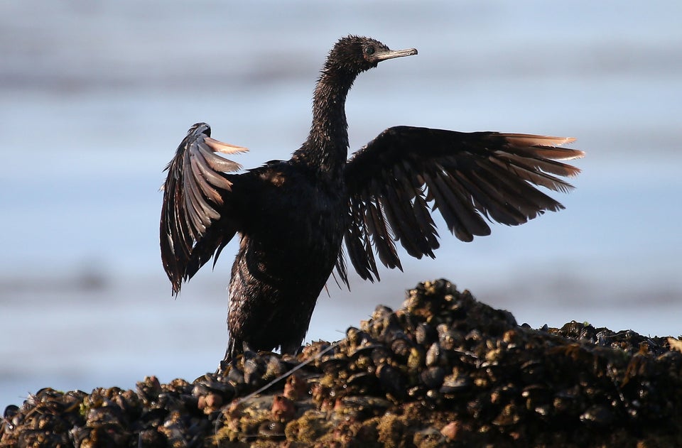 California Declares State Of Emergency As Oil Spill Harms Pristine Coastline