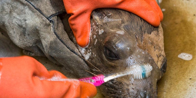 SAN DIEGO, CA - MAY 21: In this handout photo provided by SeaWorld San Diego, a young California sea lion is washed at SeaWo