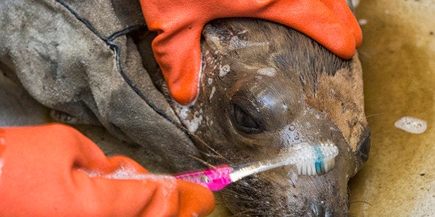 SAN DIEGO, CA - MAY 21: In this handout photo provided by SeaWorld San Diego, a young California sea lion is washed at SeaWorld San Diego's Oiled Wildlife Care Center May 21, 2015 in San Diego, California. The animal was brought to SeaWorld for rehabilitation after being affected by the oil spill in Santa Barbara. The animal's condition is guarded, as the team continues to keep him hydrated and wash all the oil off. (Photo by Mike Aguilera/SeaWorld San Diego via Getty Images)