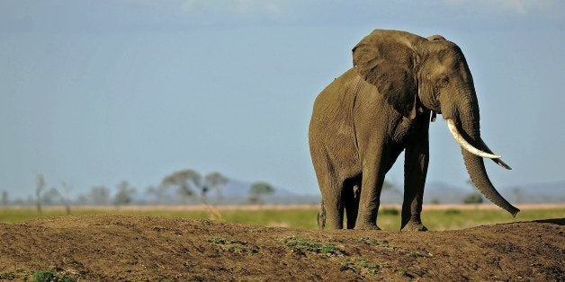(FILES) A picture taken on October 14, 2013 shows an elephant in Mikumi National Park, which borders the Selous Game Reserve,
