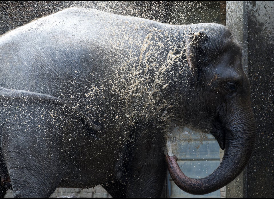 GERMANY-WEATHER-ELEPHANT