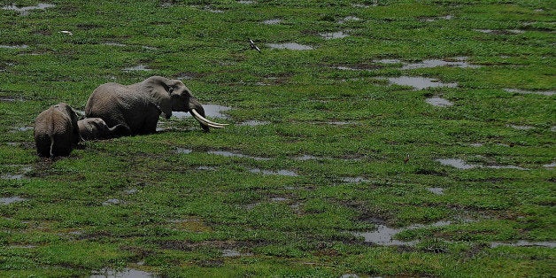 Elephants graze on October 8, 2013 at Amboseli National Park, approximately 220 kms southeast of Nairobi. Kenyan and Tanzanian governments started on October 7 a joint aerial count of elephants and other large mammals in the shared ecosystem of the Amboseli-West Kilimanjaro and Natron- Magadi landscape. The one-week exercise, cost 104,000 US dollars, is a collaboration between the two countries and the Kenya Wildlife Service (KWS), Tanzania Wildlife Research Institute (TAWIRI) and the African Wildlife Foundation (AWF) among others. AFP PHOTO / TONY KARUMBA (Photo credit should read TONY KARUMBA/AFP/Getty Images)