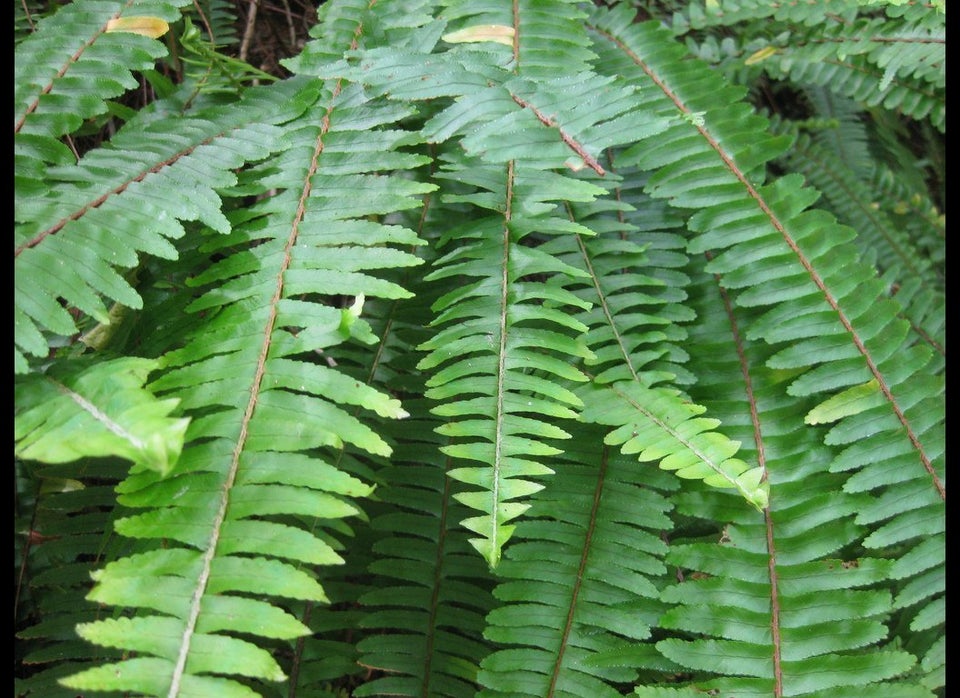 Boston Fern