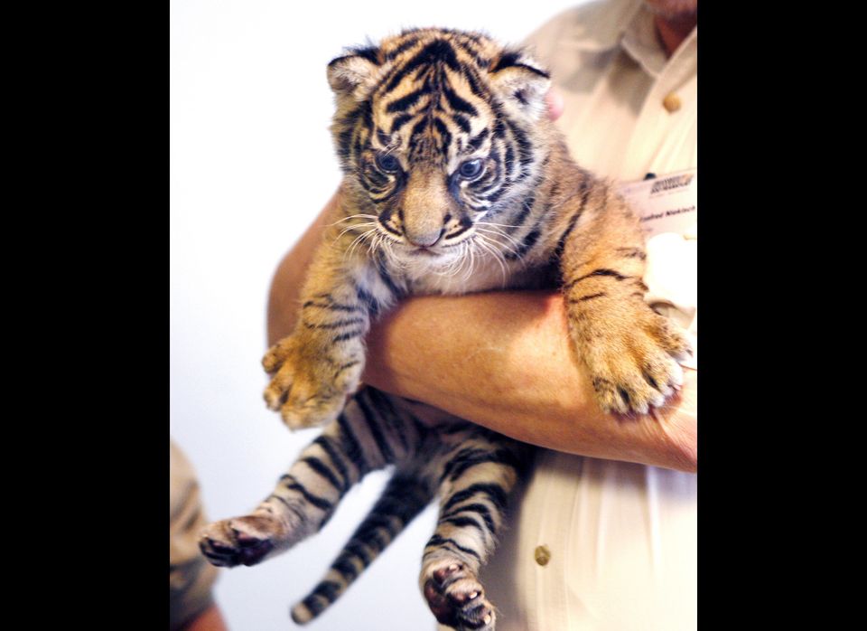 3 Amur tiger cubs born at Minnesota Zoo, Trending