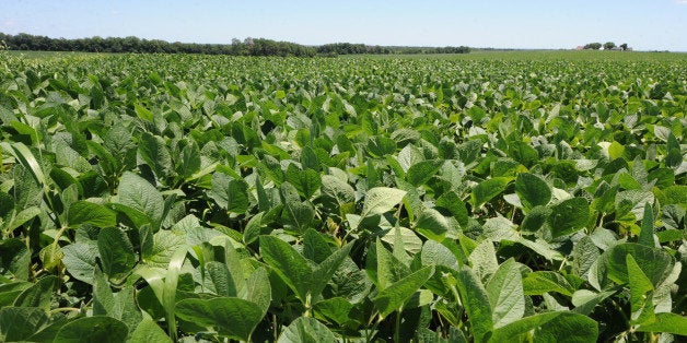 A field of soybeans on the Alma, Mo., farm of Neal Bredehoeft in Lafayette County, Thursday afternoon, July 3, 2014. Farming could be on track to become a right, written into law alongside the freedom of speech and religion. Some powerful agriculture interests want to declare farming a right at the state level as part of a wider campaign to fortify the ag industry against crusades by animal-welfare activists and opponents of genetically modified crops. (AP Photo/T. Rob Brown)