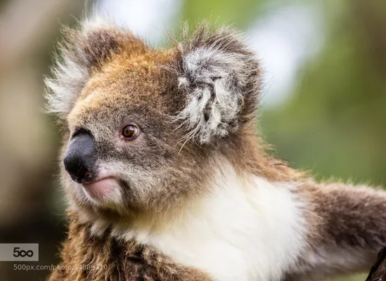 Ten-year-old girl who nurses orphaned koalas is among the stars of a new  series
