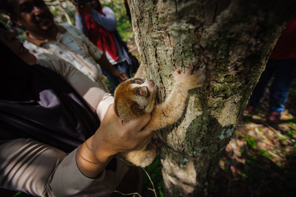 INDONESIA-ENVIRONMENT-WILDLIFE