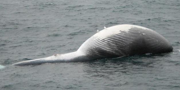 The Mystery of Alaska's Disappearing Whales