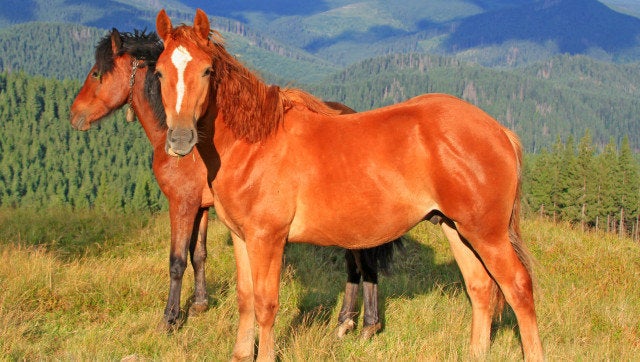 horses on a summer mountain...