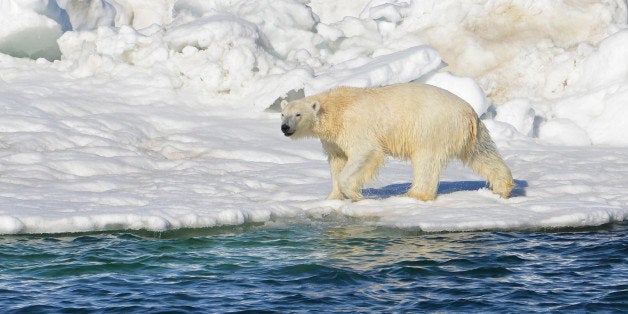 In this June 15, 2014 photo, a polar bear dries off after taking a swim in the Chukchi Sea in Alaska. A paper published Wednesday, April 1, 2015 says polar bears forced onto land because of melting ice are unlikely to find enough food to replace their diet of seals. (AP Photo/U.S. Geological Survey, Brian Battaile)