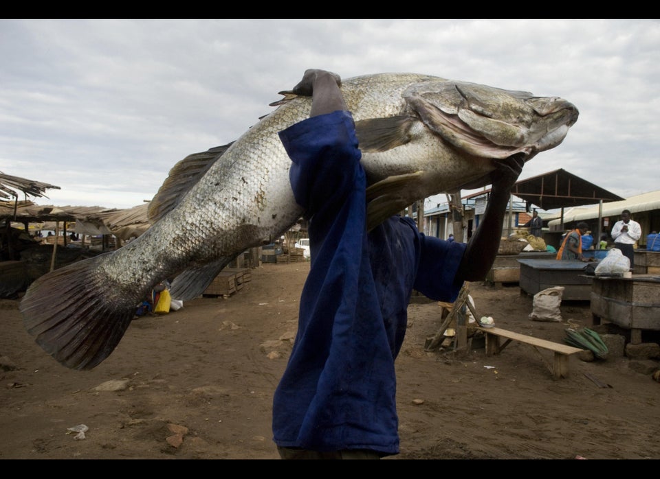 Nile Perch In Africa