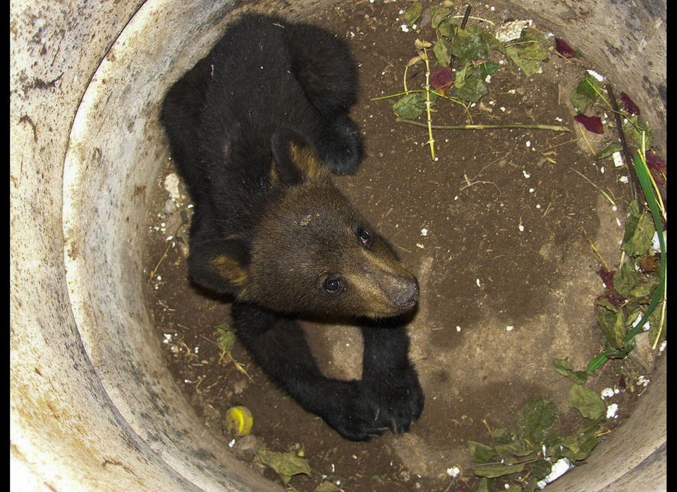 Russian Bears Forage In Graveyards For Food