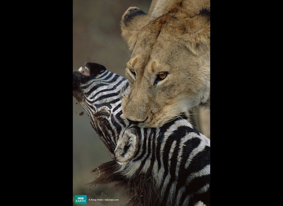 The Serengeti Animal Food Chain PHOTOSVIDEOS Biology Diagrams