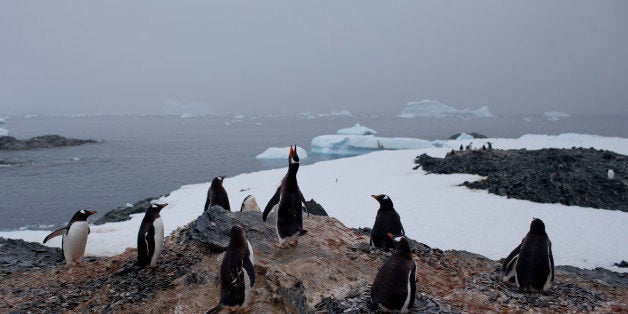 In this Jan. 22, 2015 photo, gentoo penguins stand on a rock near station Bernardo O'Higgins, Antarctica. The melting of Antarctic glaciers as a consequence of global warming is concerning scientists as this contributes to rising sea levels which will eventually reshape the planet. The rising of sea levels will affects at least a billion people worldwide. (AP Photo/Natacha Pisarenko)