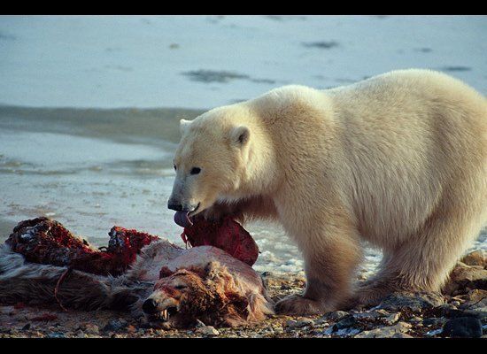 One Polar Bear Eating Another