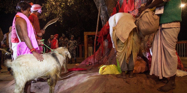 BARIYARPUR, NEPAL - NOVEMBER 28: A group of devotees carry a goat to the main ritual area in the temple before the beginning of the animal sacrifices during the celebration of the Gadhimai festival on November 28, 2014 in Bariyarpur, Nepal. Over two million people attended this year's Gadhimai festival in Nepal's Bara Disctrict. Held every five years at the Gadhimai temple of Bariyarpur, the festival is the world's largest slaughter of animals, during which between thousands of water buffaloes, pigs, goats, chickens, rats and pigeons are slaughtered in order to please Gadhimai, the Goddess of Power. (Photo by Omar Havana/Getty Images)