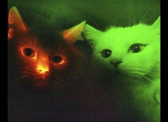 Glow-in-the-dark cats