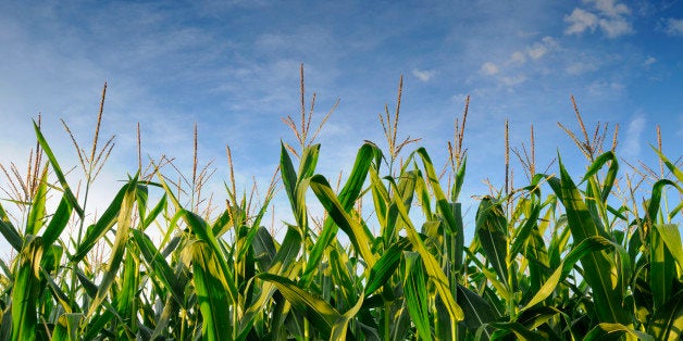 USA, Oregon, Marion County, Corn field