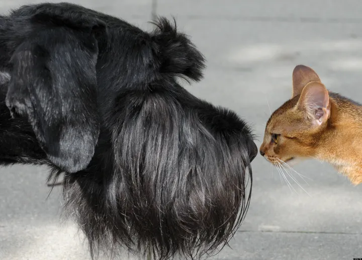 Battle of the pets: Are cats or dogs smarter? - study - The Jerusalem Post