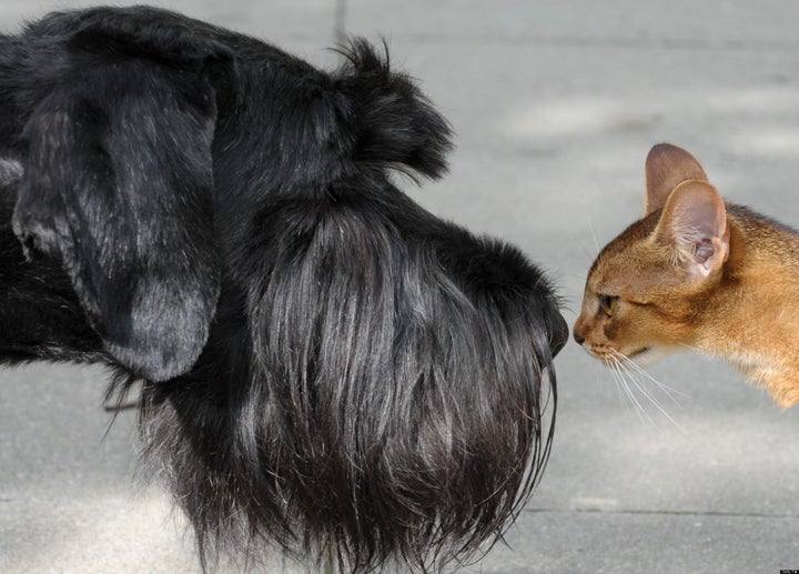 are cats brains bigger than dogs