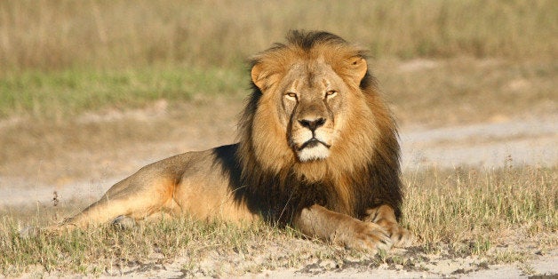 In this undated photo provided by the Wildlife Conservation Research Unit, Cecil the lion rests in Hwange National Park, in Hwange, Zimbabwe. Two Zimbabweans arrested for illegally hunting a lion appeared in court Wednesday, July 29, 2015. The head of Zimbabweâs safari association said the killing was unethical and that it couldnât even be classified as a hunt, since the lion killed by an American dentist was lured into the kill zone. (Andy Loveridge/Wildlife Conservation Research Unit via AP)