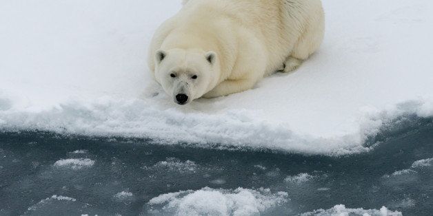 Polar bear lying on ice floe of the pack. Close view. Spitzbergen.