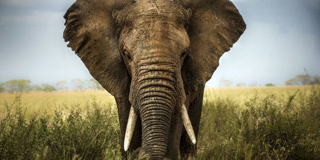 background elephant