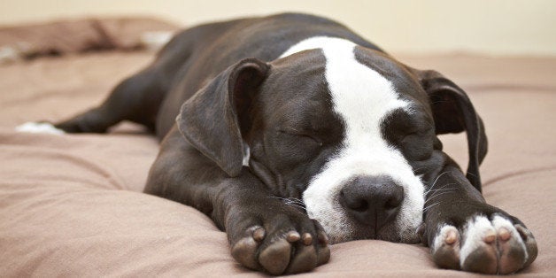 black and white pit bull puppy...