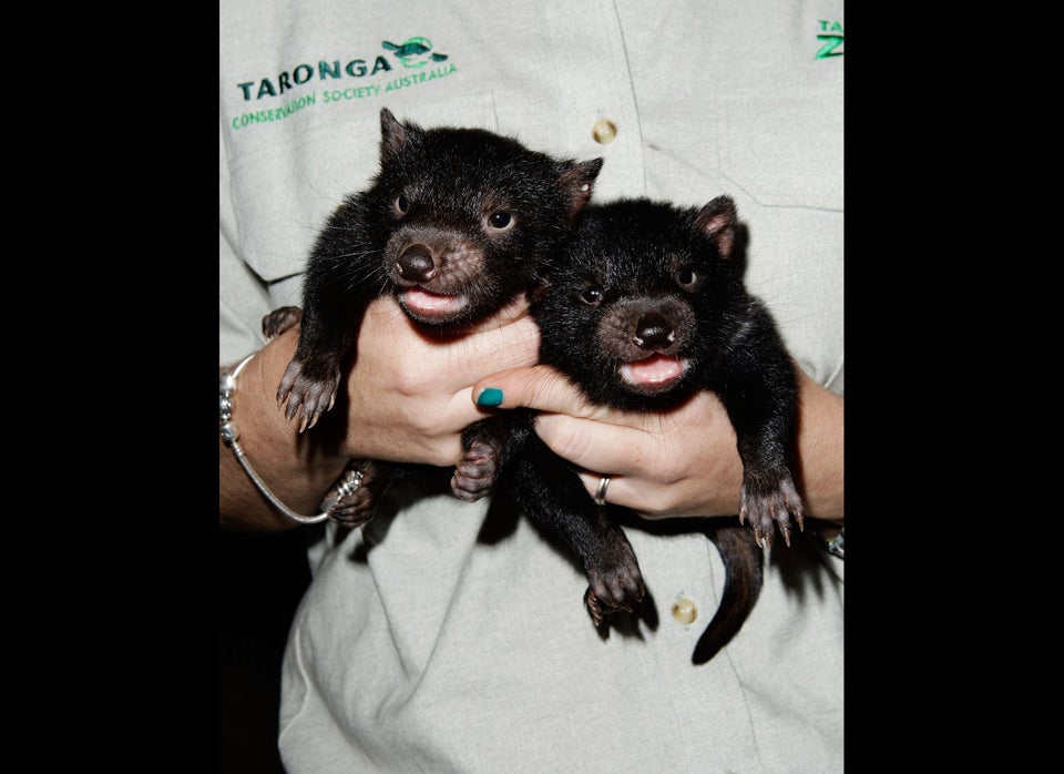 Taronga Zoo Hold Baby Tasmanian Devil Paternity Test