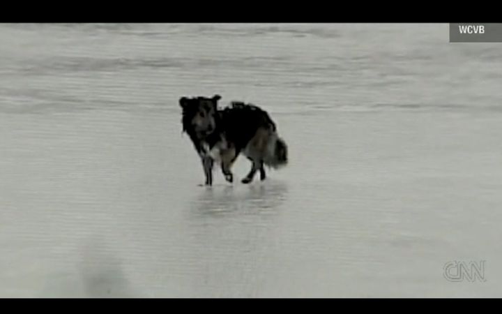 Dog Survives Being Trapped On Ice For 5 Days (VIDEO) | HuffPost